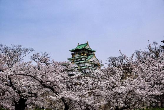 NHẬT BẢN – RỰC RỠ SẮC HOA ANH ĐÀO: OSAKA – KYOTO – NAGOYA – PHÚ SĨ  – TOKYO( 6N5Đ)